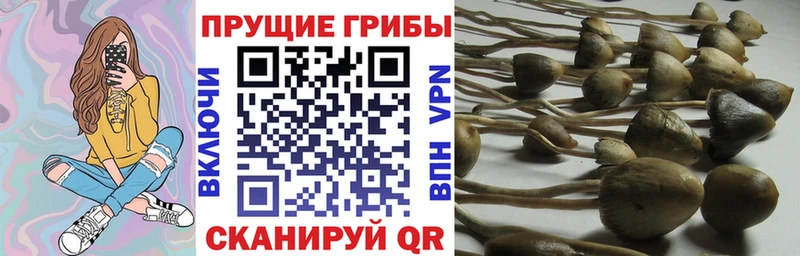 Галлюциногенные грибы Psilocybe  omg ТОР  Зверево  купить закладку 